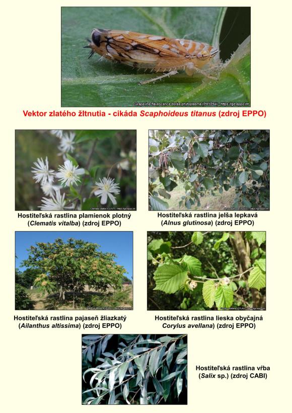 ertesites